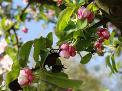 Fruit flowers logo