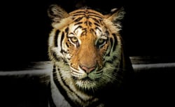 SypeCom Tiger