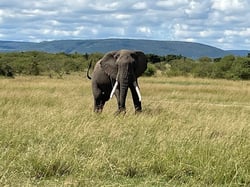 African Safari V2