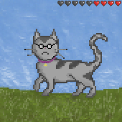 Feral Cats