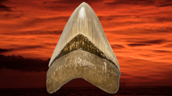 Megalodon Ranch