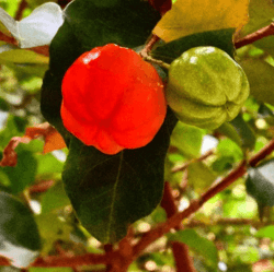 Decentralized Autonomous Acerola