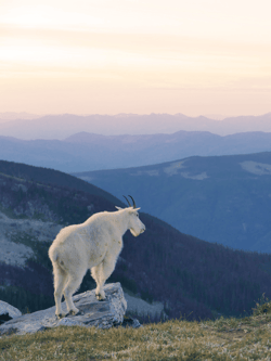 spirit of the mountain