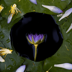 Arrangements in Nature - RIVER by Violet Bond