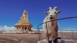 Tibet: In Search of Shangri-La by Michael Yamashita