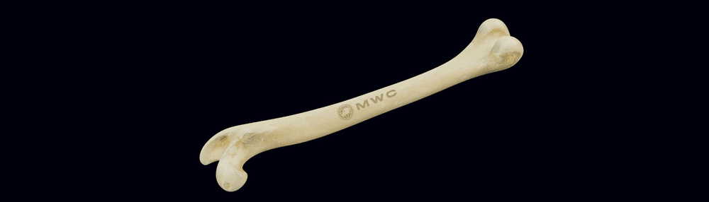 MWC Bones