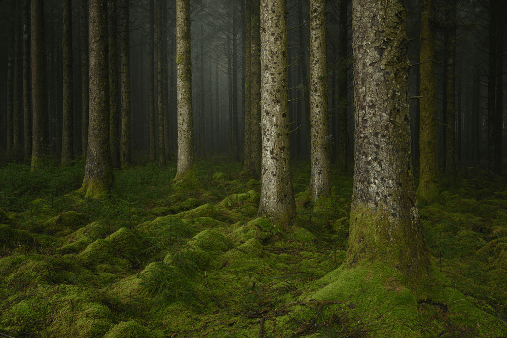 The Unknown - by Neil Burnell