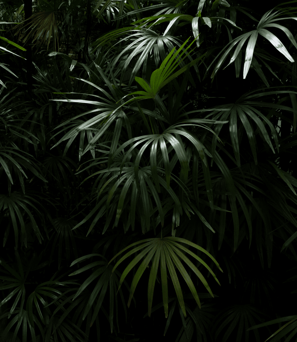 JLC - Welcome to the Jungleverse