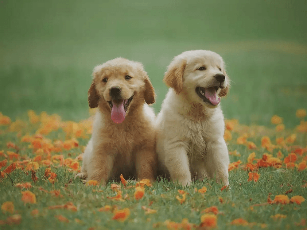 DogDogWoof