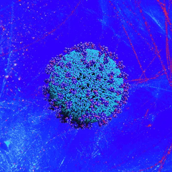 nftPandemic