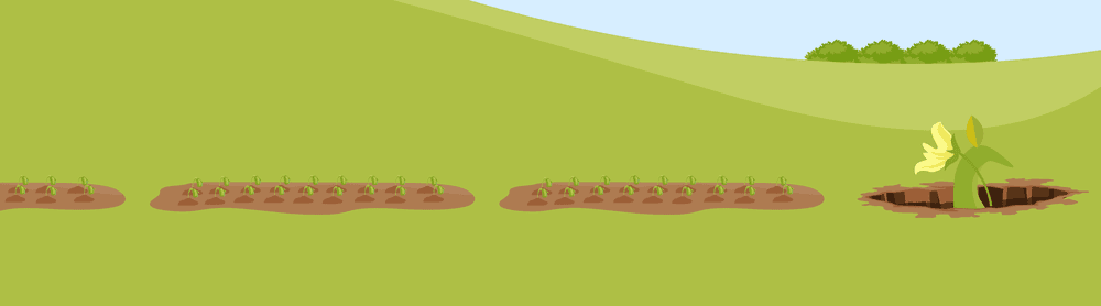 Bean Fertilizer