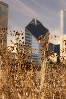 TheOtherDayInChicago*