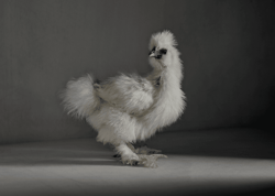 chicken.photos - The Chick