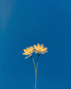 GENTLE BREEZE