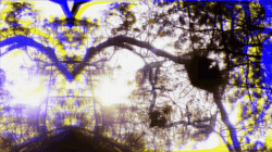 From the Surreal Psyche