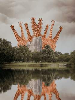 Displaced: Giraffe in the City