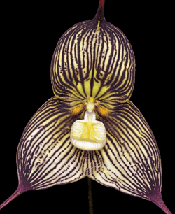 Monkey Orchid Photography