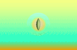 Ensan Olive Seed