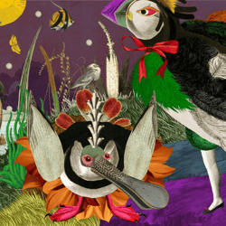 Birds of Solis - Editions