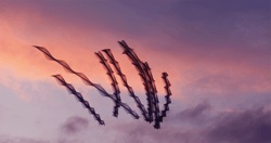 Xavi Bou: Ornithographies