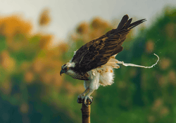 Osprey - The Royal Discharge