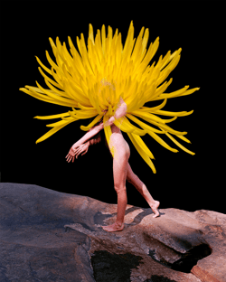Flowermania V2