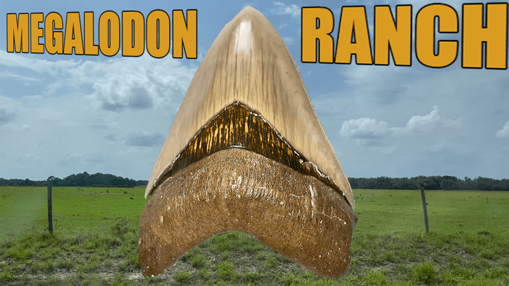 Megalodon Ranch