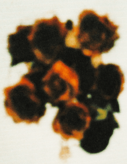 [WITHOUTYOU]