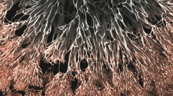 Absurd Arboretum - The Reserve: ROOT