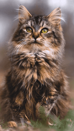 Cats in Motion