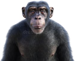 Ape Apes V2