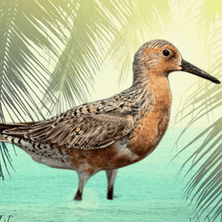 Moonbird art collection
