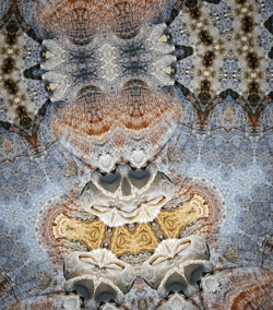 Crepidula Fornicata
