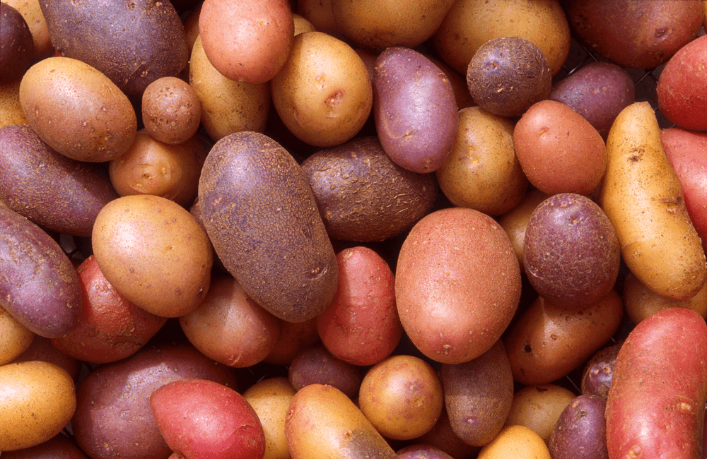 Hello Potato