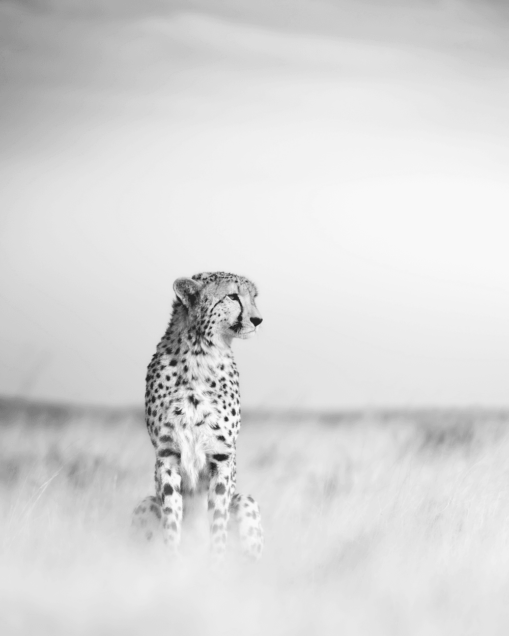 Wildlife | Monochrome