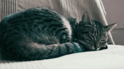 A Study of Intimacy