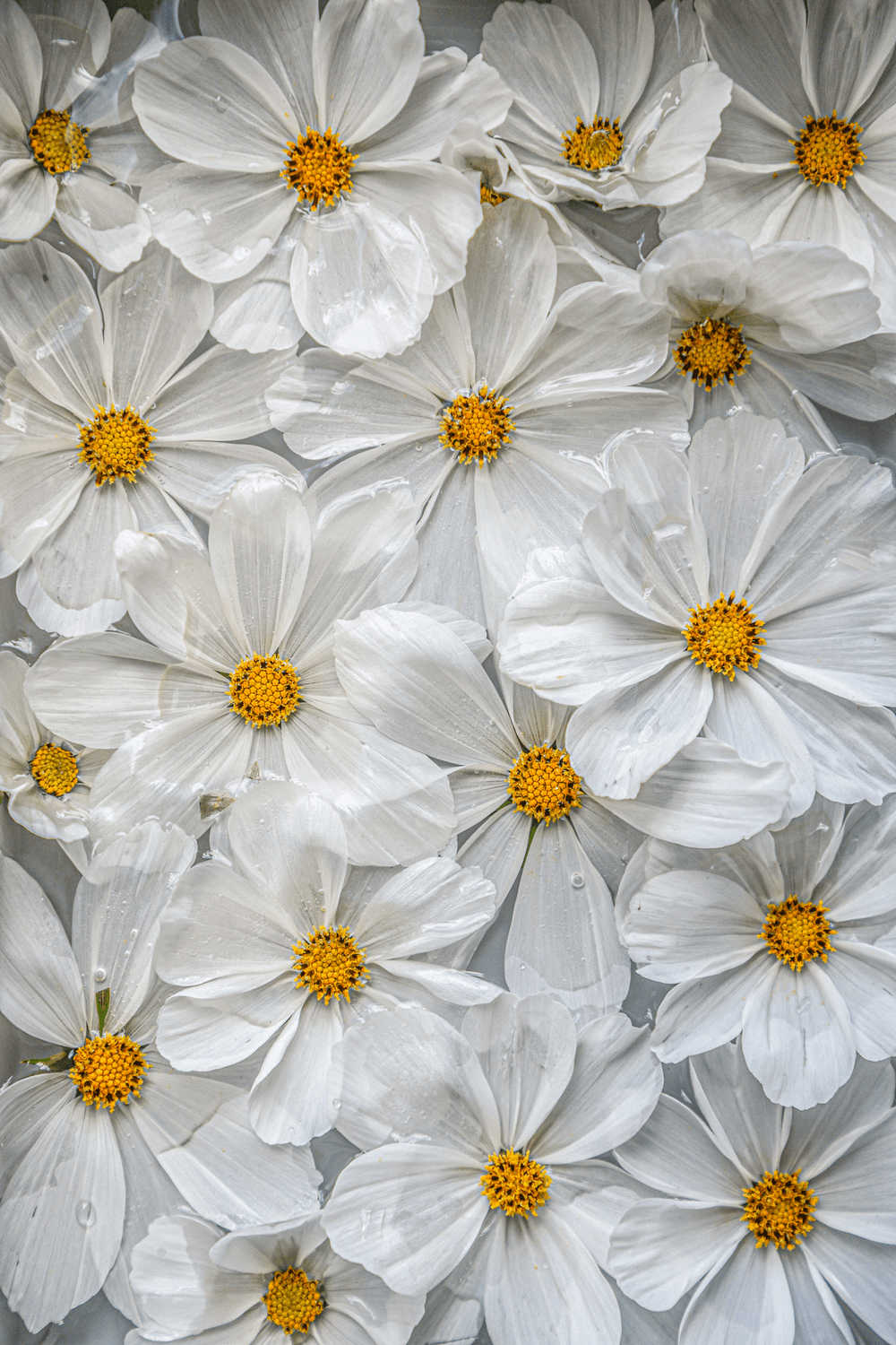 Flower Blocks - Special Editions