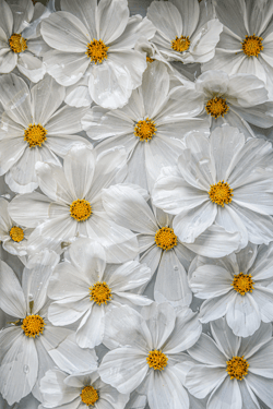 Flower Blocks - Special Editions