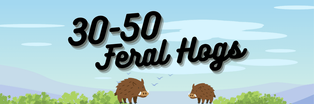 30-50 Feral Hogs