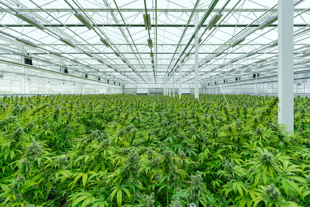 ogcannabis.eth