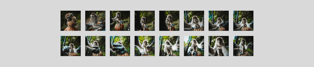 Monkey Verified
