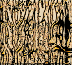 Etchings of Latentscaux