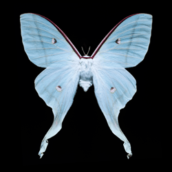 Butterfly by Heiko Hellwig