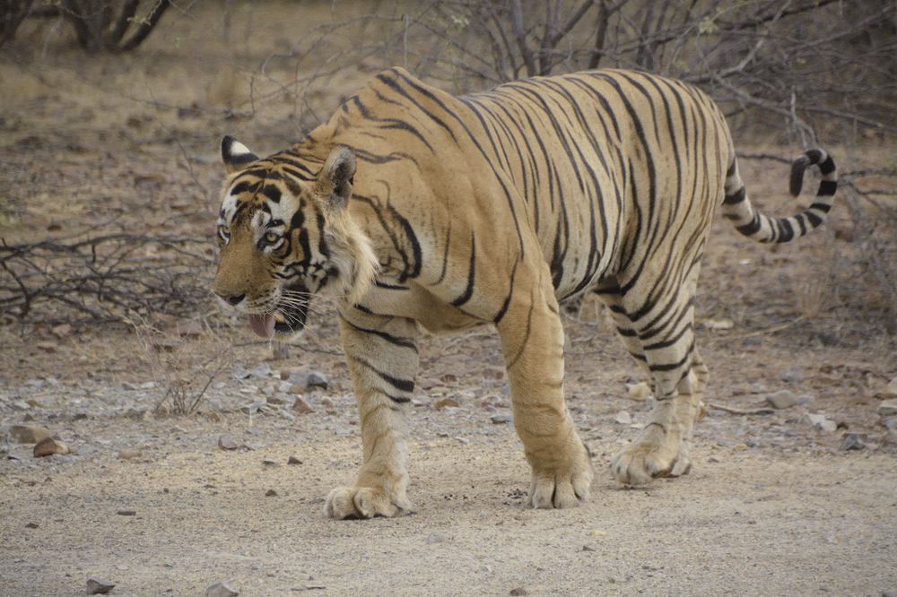 FREE COLLECTION - Royal Bengal Tiger