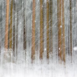 Forests Soul