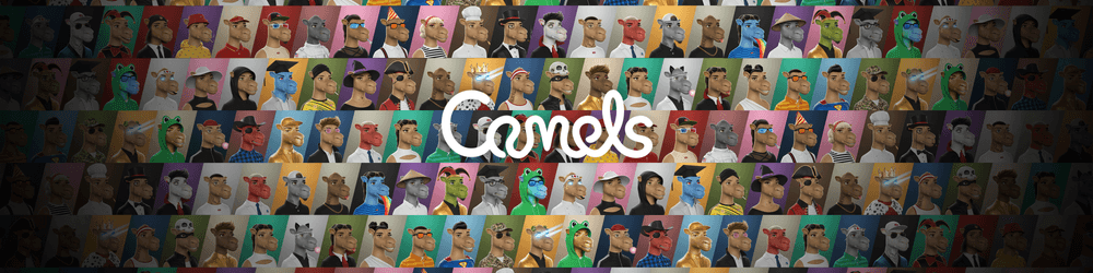 Camels 3D