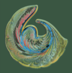 Petri Collection