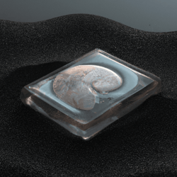 NOVUS Fossils
