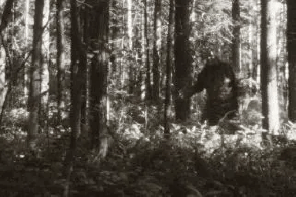 Bigfoot Sightings