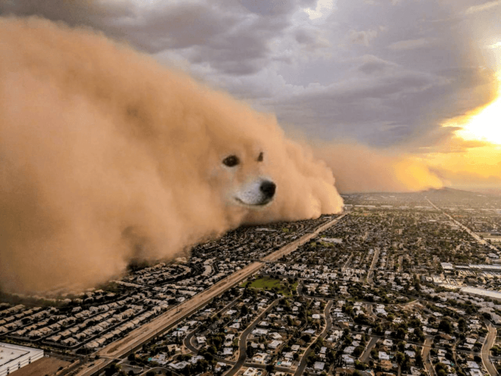 DogsRuleTheWorld